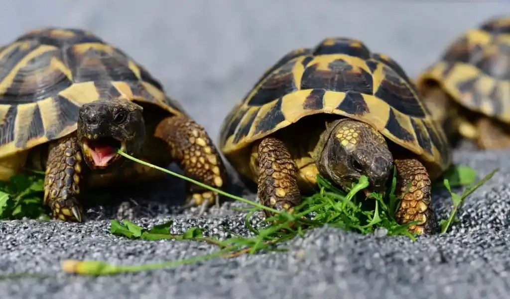 How Long Can Tortoises Go Without Food?