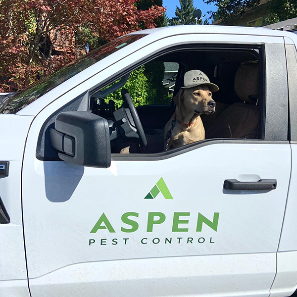 Aspen Pest Control • Downtown Camas Shops, Restaurants, Events in