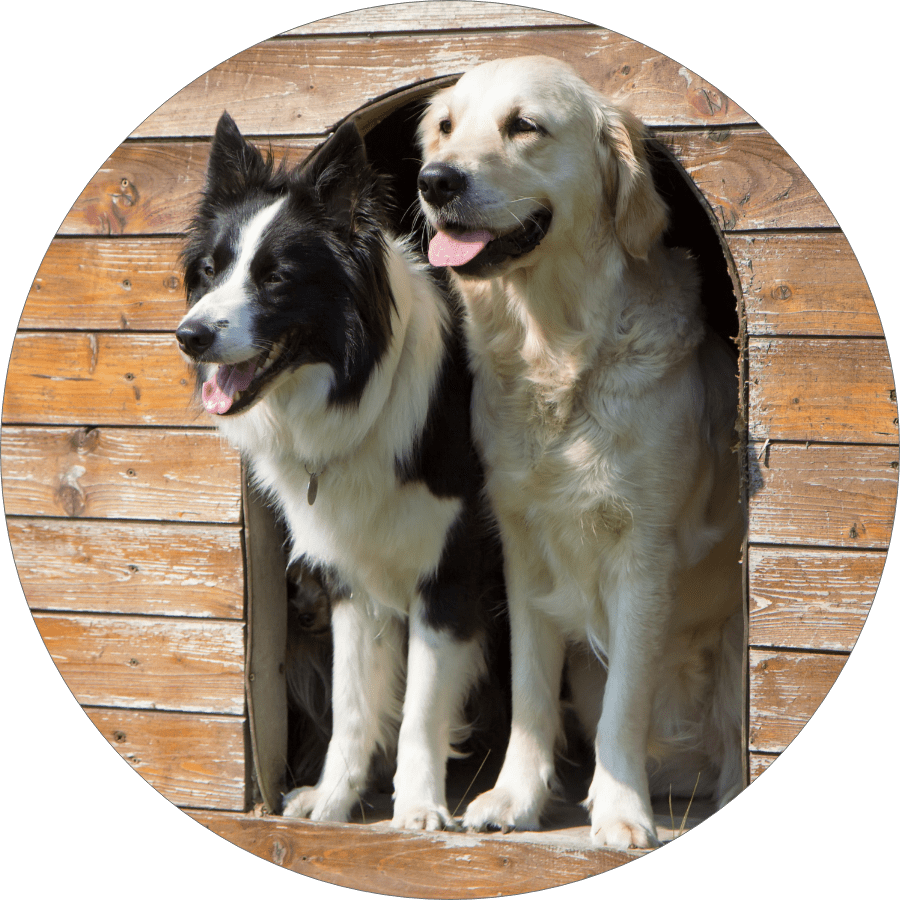 Downtown Dogs Dog Daycare & Boarding in San Jose & Palo Alto
