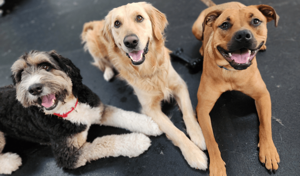 Downtown Dogs Dog Daycare & Boarding in San Jose & Palo Alto