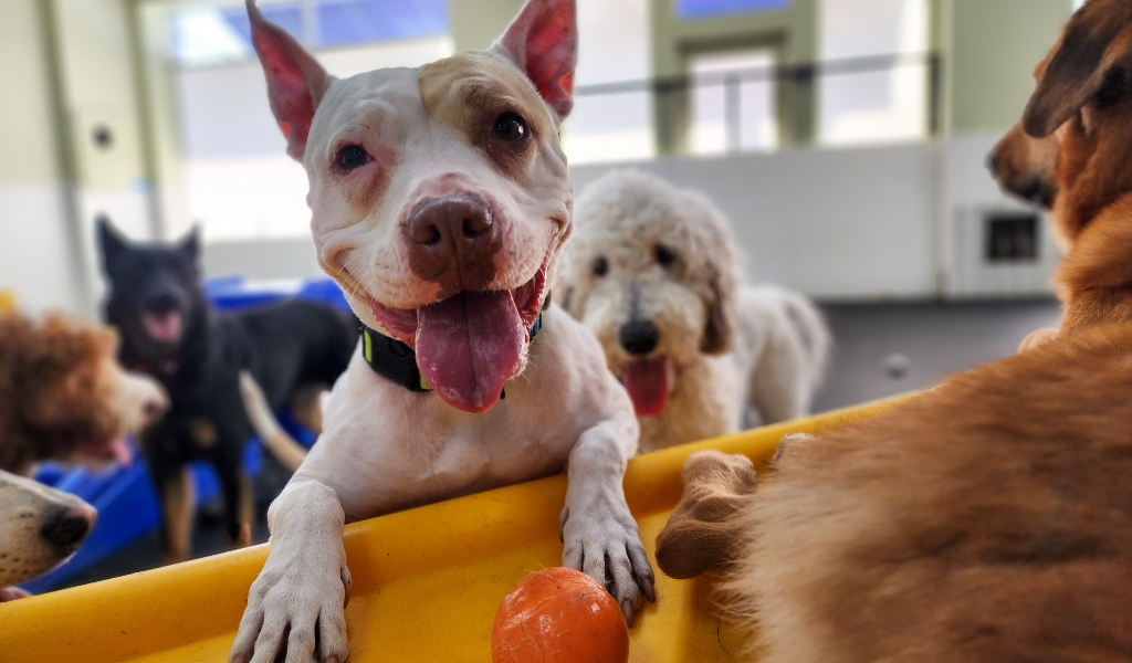 Downtown Dogs Dog Daycare & Boarding in San Jose & Palo Alto