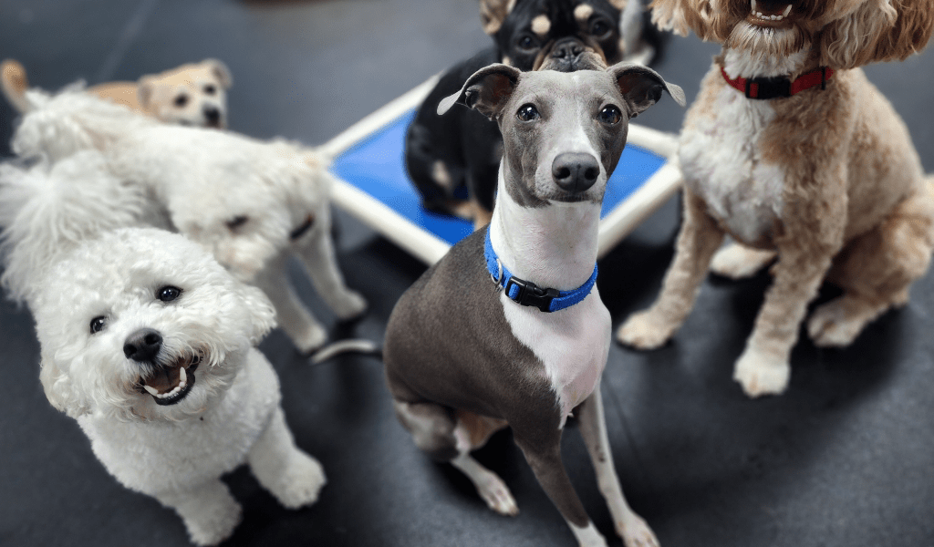 Downtown Dogs Dog Daycare & Boarding in San Jose & Palo Alto
