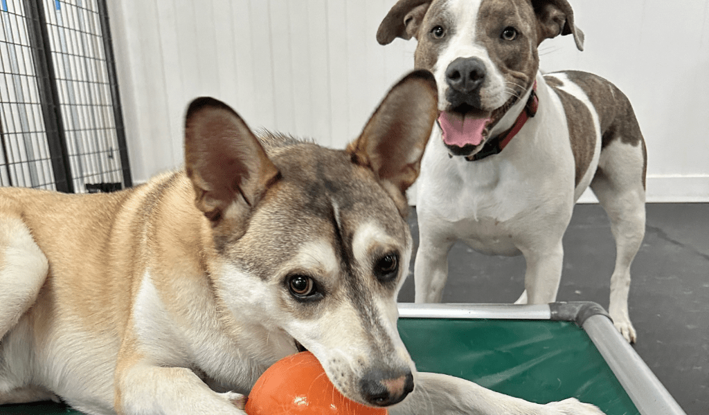 Downtown Dogs Dog Daycare & Boarding in San Jose & Palo Alto