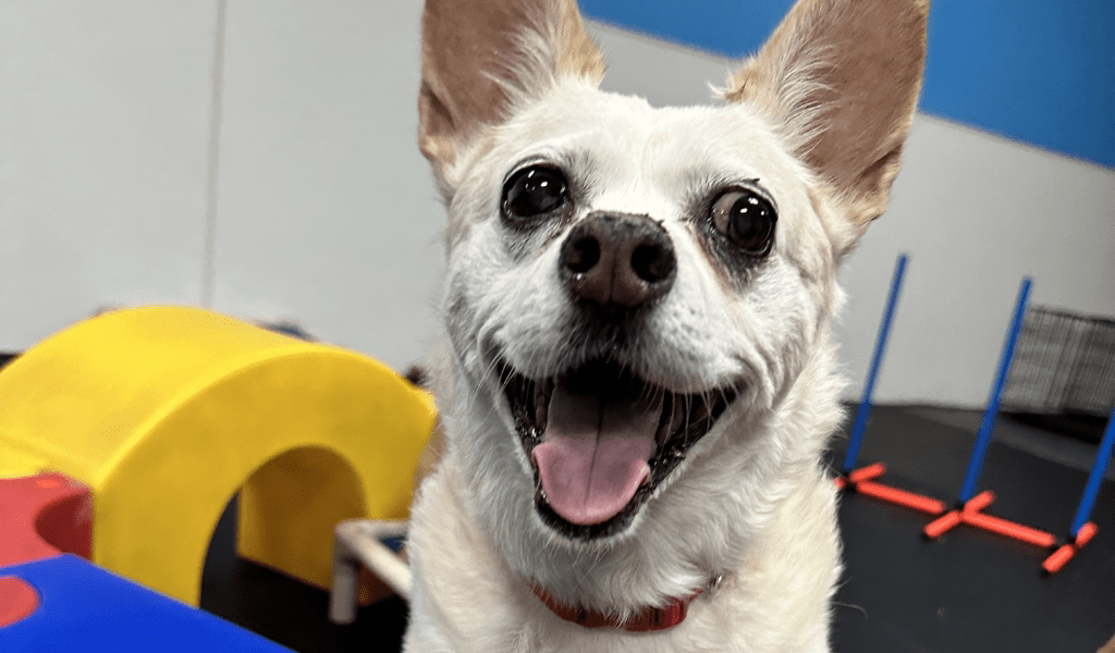 Downtown Dogs Dog Daycare & Boarding in San Jose & Palo Alto