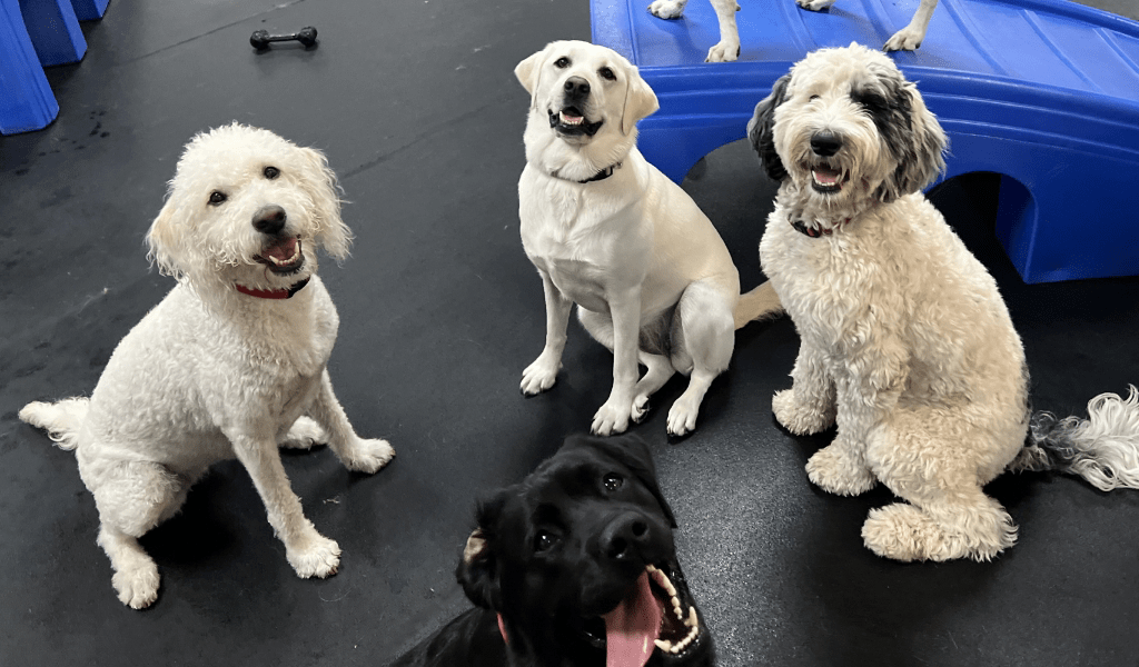 Downtown Dogs Dog Daycare & Boarding in San Jose & Palo Alto