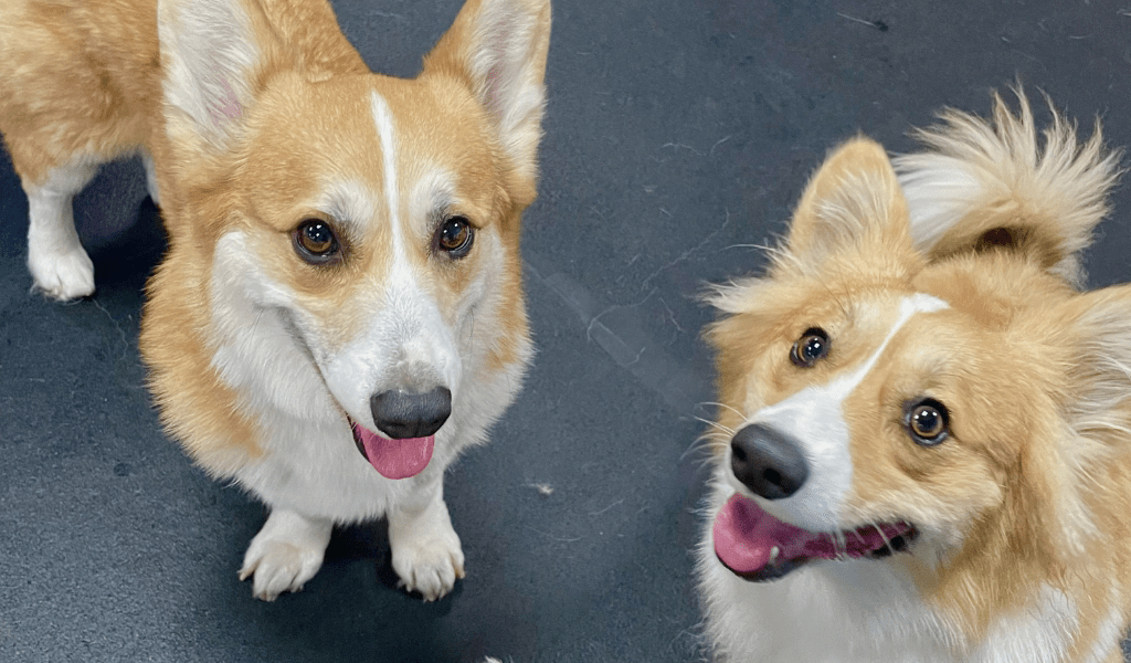 Downtown Dogs Dog Daycare & Boarding in San Jose & Palo Alto