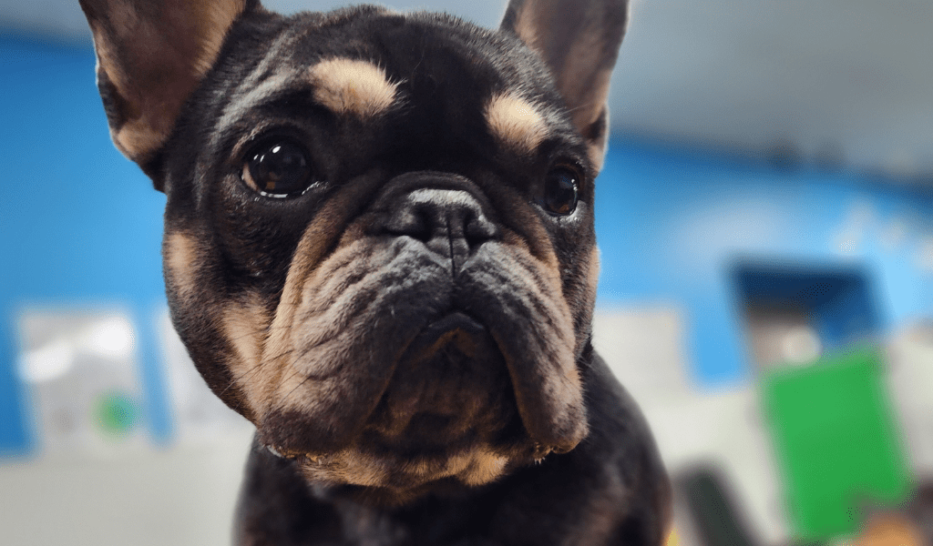 Downtown Dogs Dog Daycare & Boarding in San Jose & Palo Alto