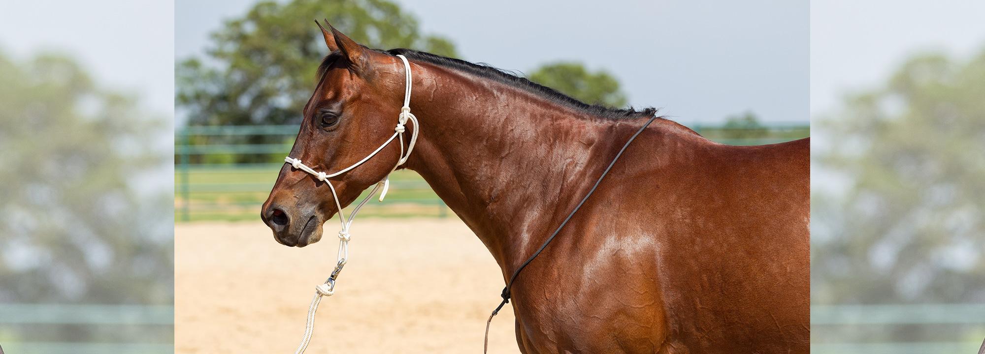 Choosing a Halter for a CobSized Horse Downunder