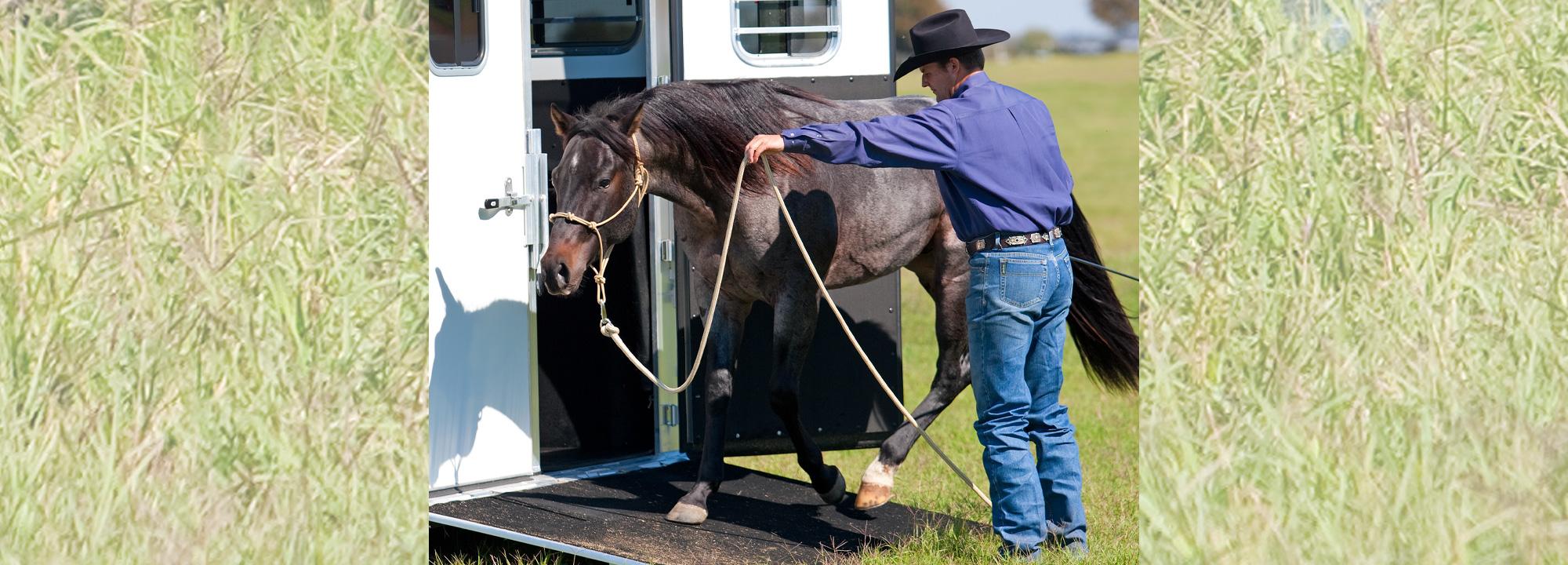Problem Solving What to do When a Horse Won’t Go Forward Downunder