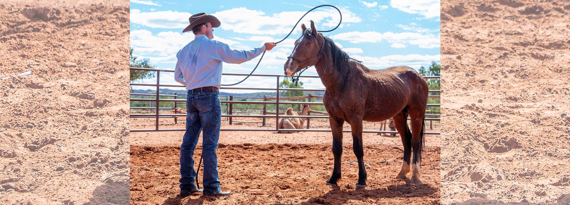 Training Tip How to Achieve a Slow Lope Without FourBeating Downunder