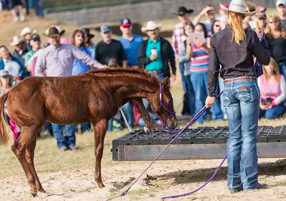 How to Broaden Your Young Horse's Education