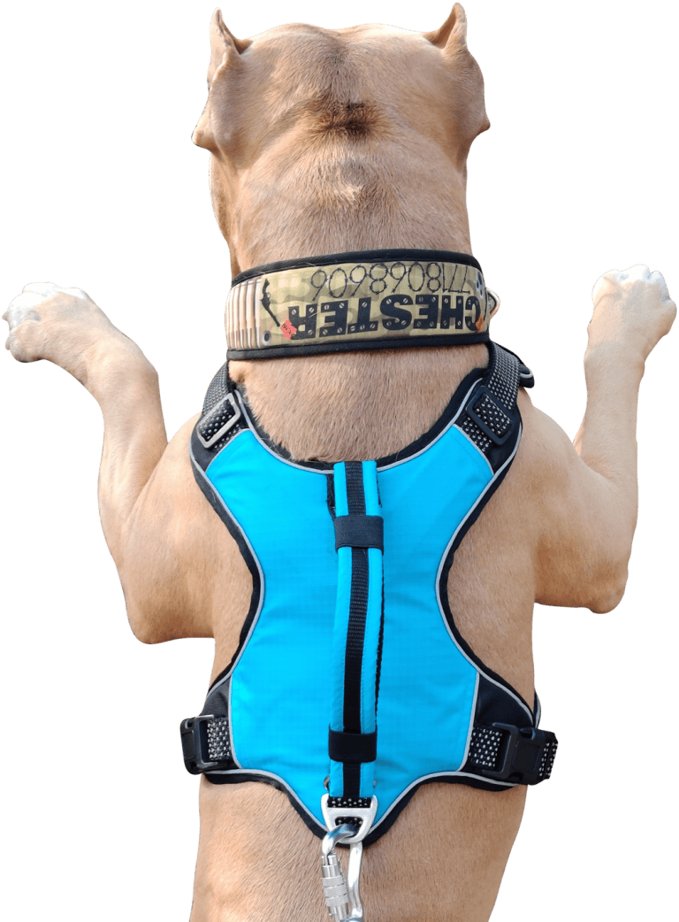 No Pull Dog Harness with Front Clip Blue » Doxters Lab