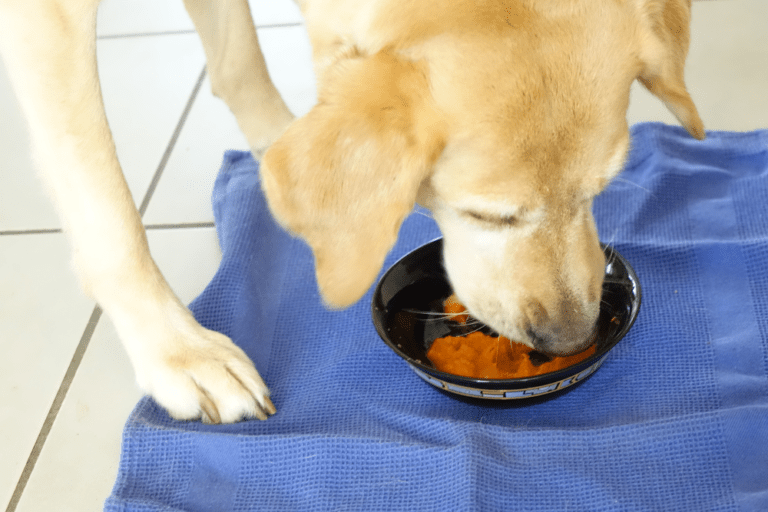 Moro'sche Karottensuppe beim Hund altes Hausmittel neu