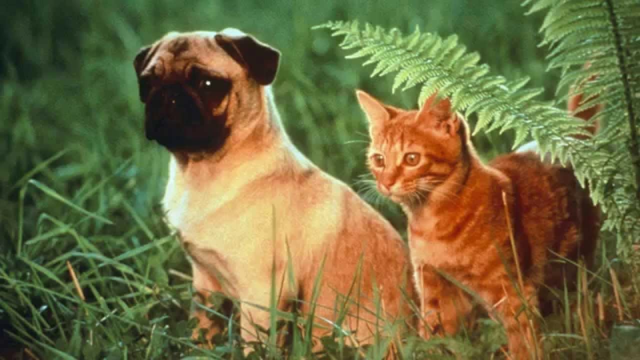 The 30 Best Talking Animals In Film Page 6 of 6 DoYouRemember?