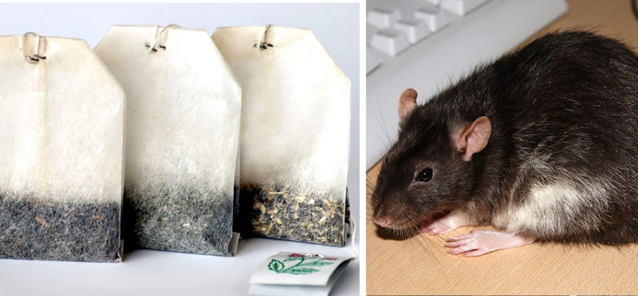 Use The Tea Bag Method To Keep Rats And Spiders Out Of Your Home