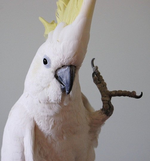 Watch Snowball The Parrot Dance To Classic '80s Songs