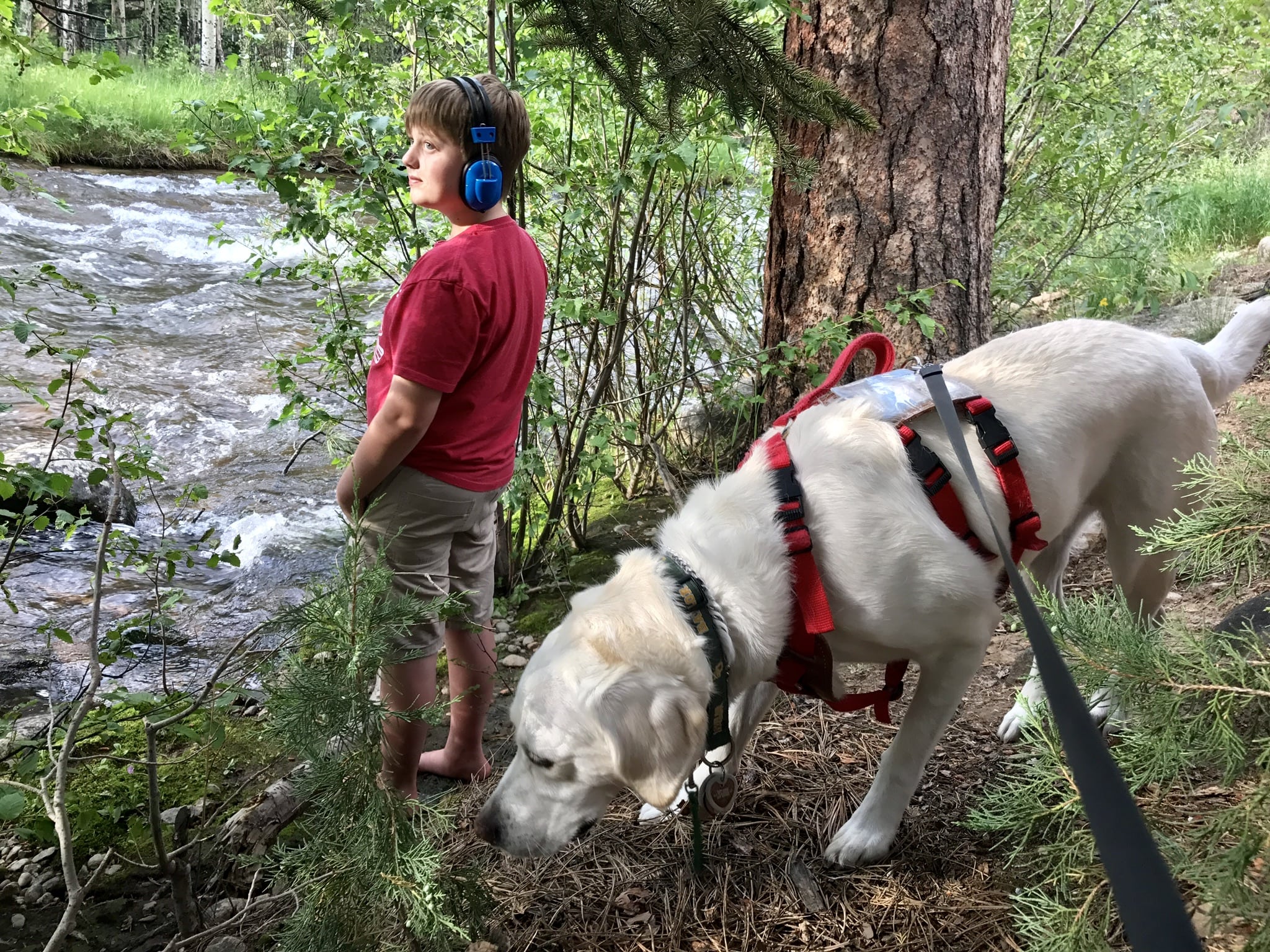 Do Service Dogs Need Leashes