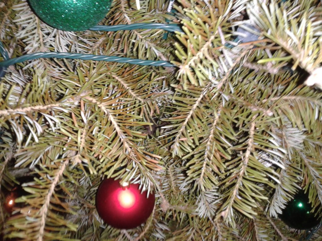 Christmas Tree Drying Out Too Fast DryChristmastree