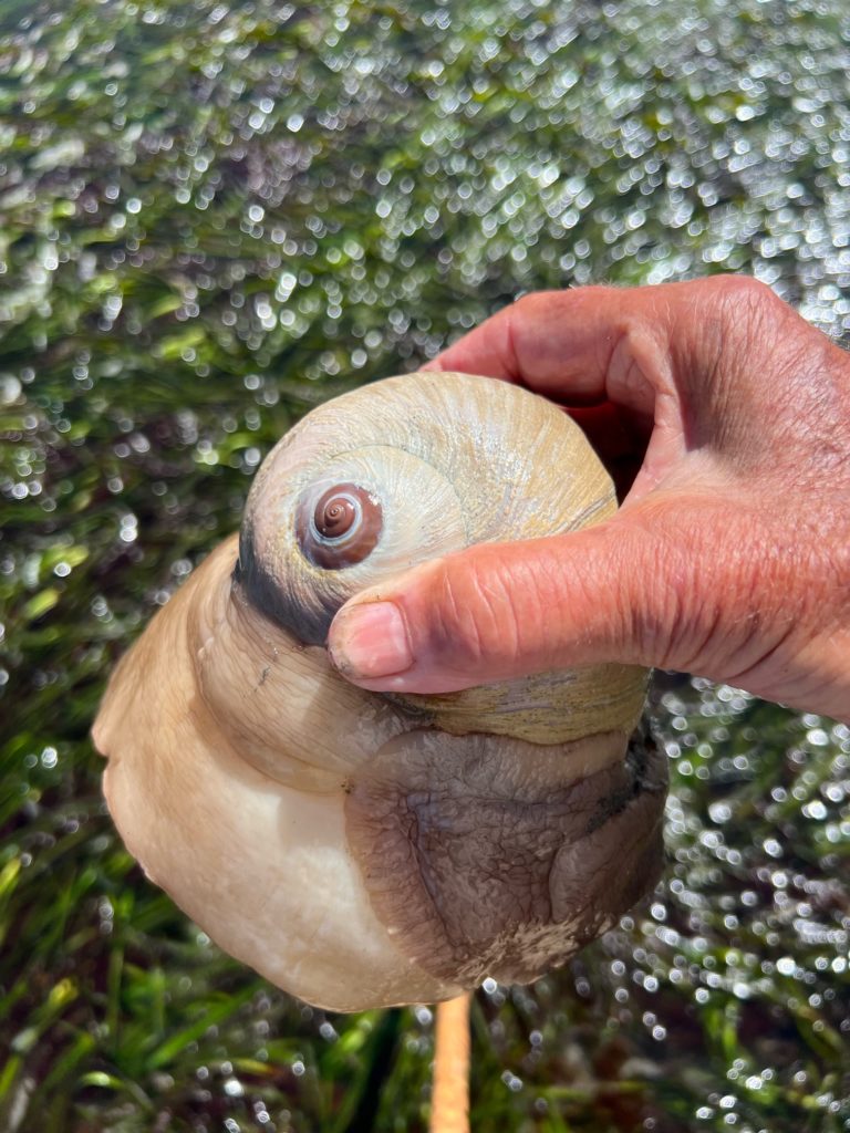 Scene in Edmonds Lowtide Monday My Edmonds News