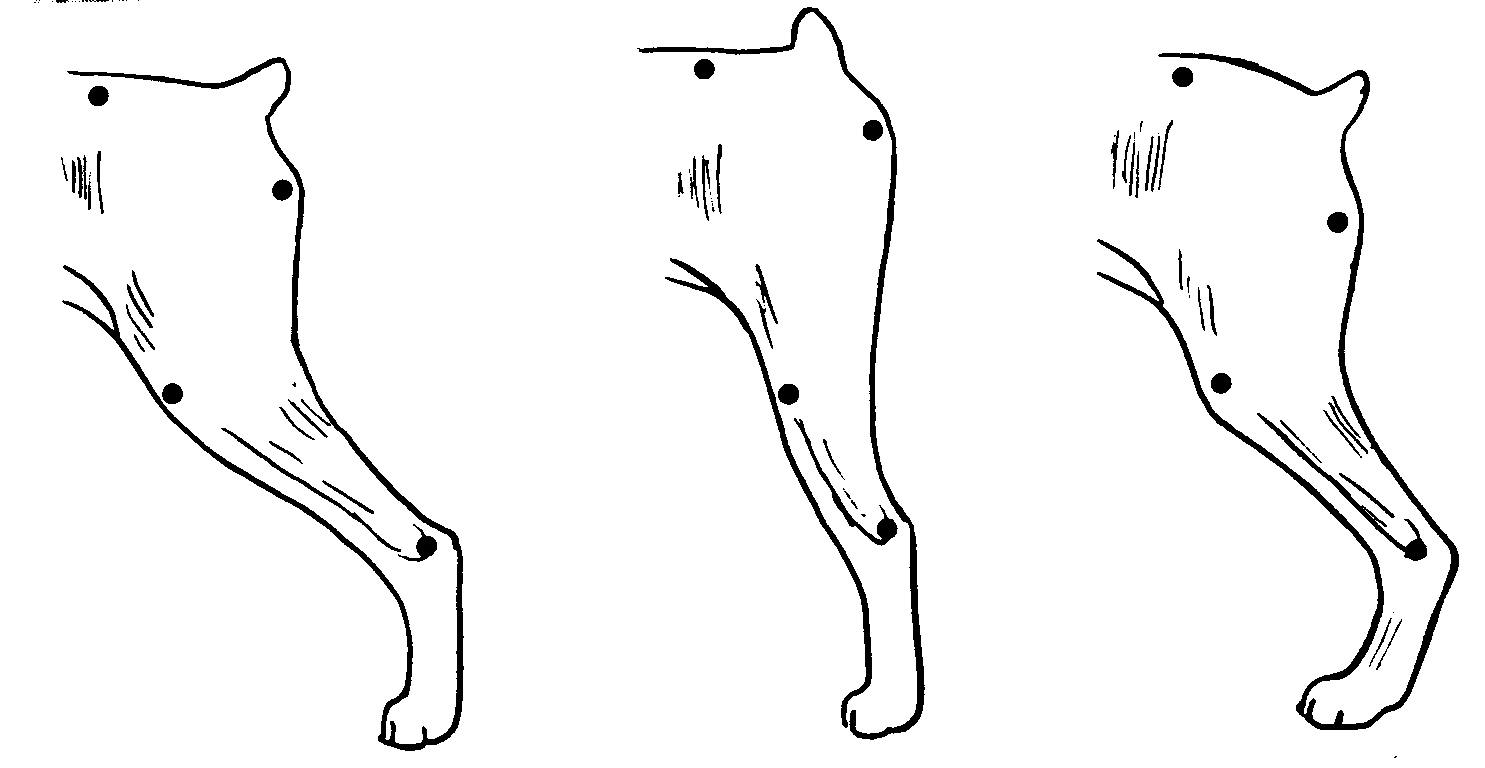 Standard Poodle Structure Explained