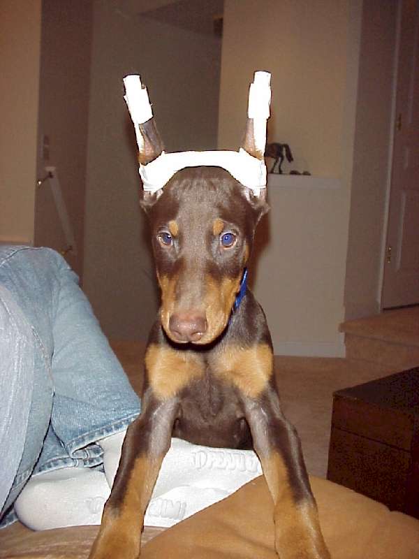 Taping Advanced For Puppies