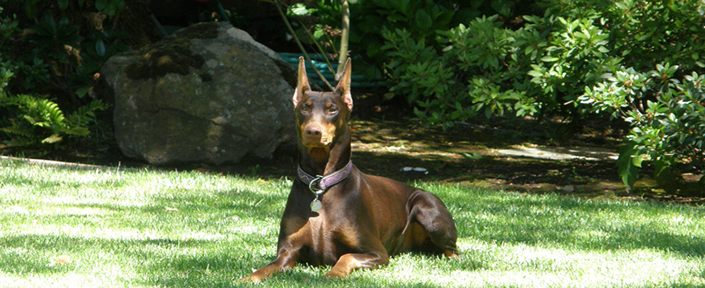 doberman akc