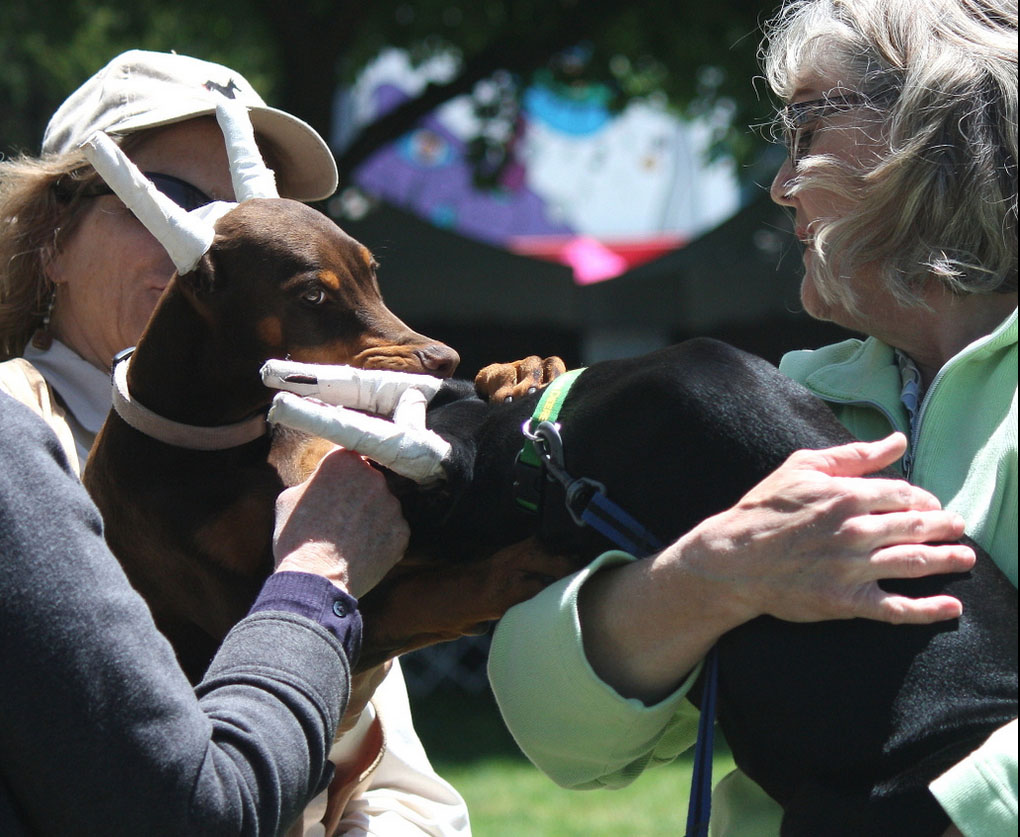 Can A Doberman Beat A Coyote