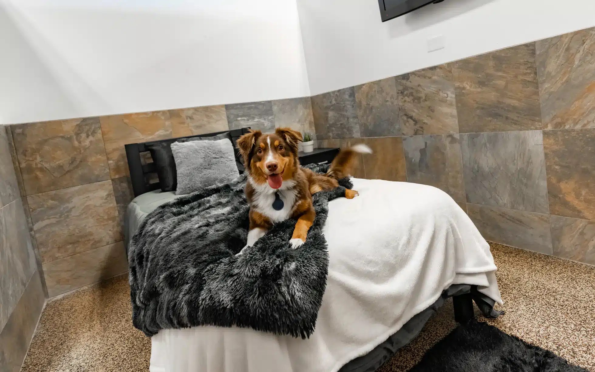 Franchise DPet Hotels