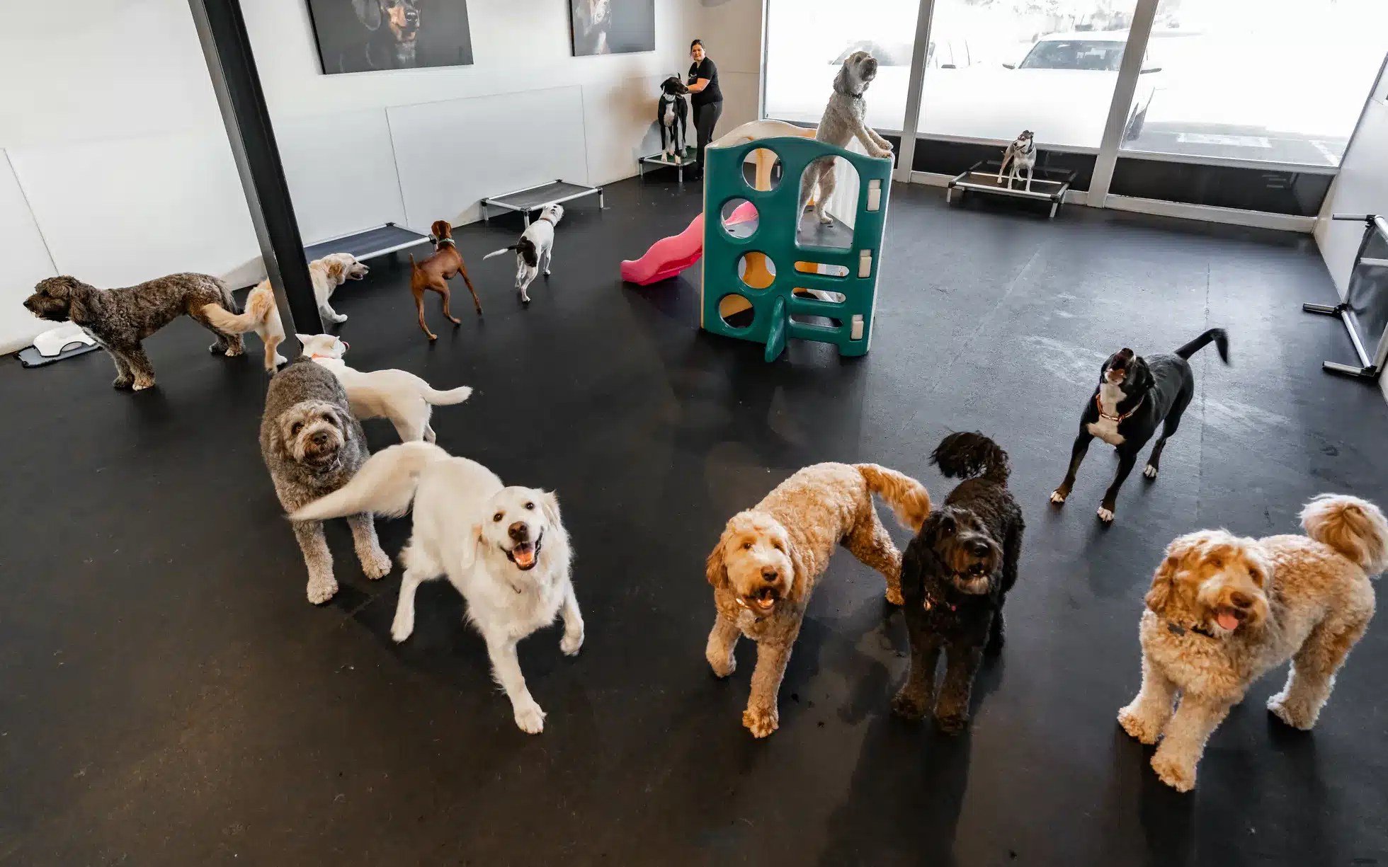 Franchise DPet Hotels