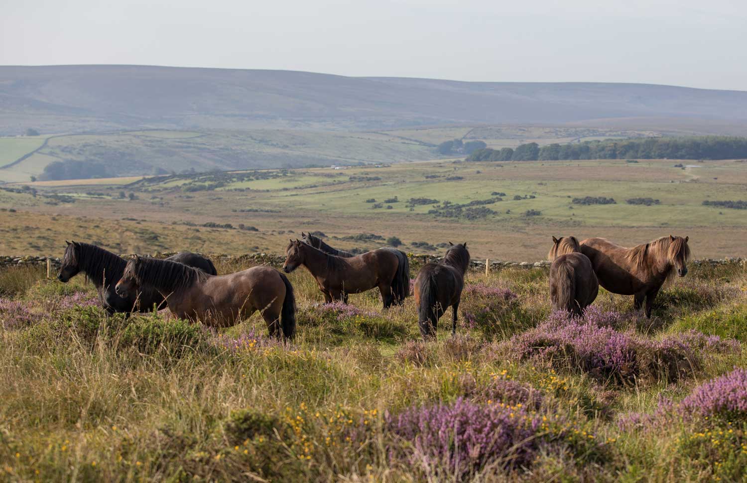 Dartmoor Pony Heritage Trust Supporting the Dartmoor Pony and Moorland