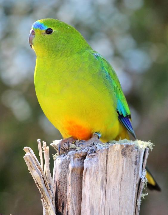 About Orangebellied Parrots Department of Primary Industries, Parks