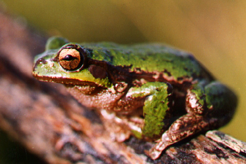 Tasmanian Tree Frog Department of Primary Industries, Parks, Water and Environment, Tasmania
