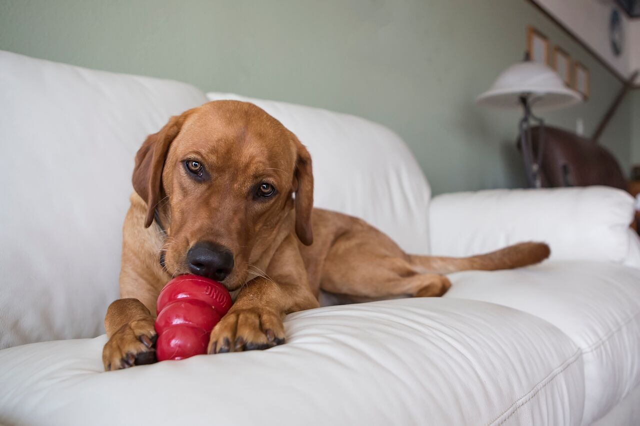 How to Reduce Your Dog's Separation Anxiety DPS