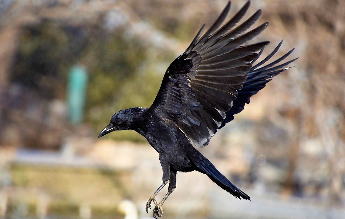カラスはかつて神の使いだった…その驚くべき知能とは？攻撃された時の対処法は？ Discovery Channel