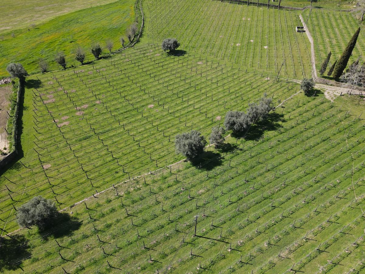 Palace for sale with large vineyard North Portugal Viana do Castelo