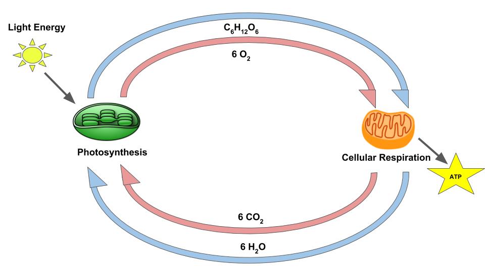 Where does cellular respiration get glucose morelasopa