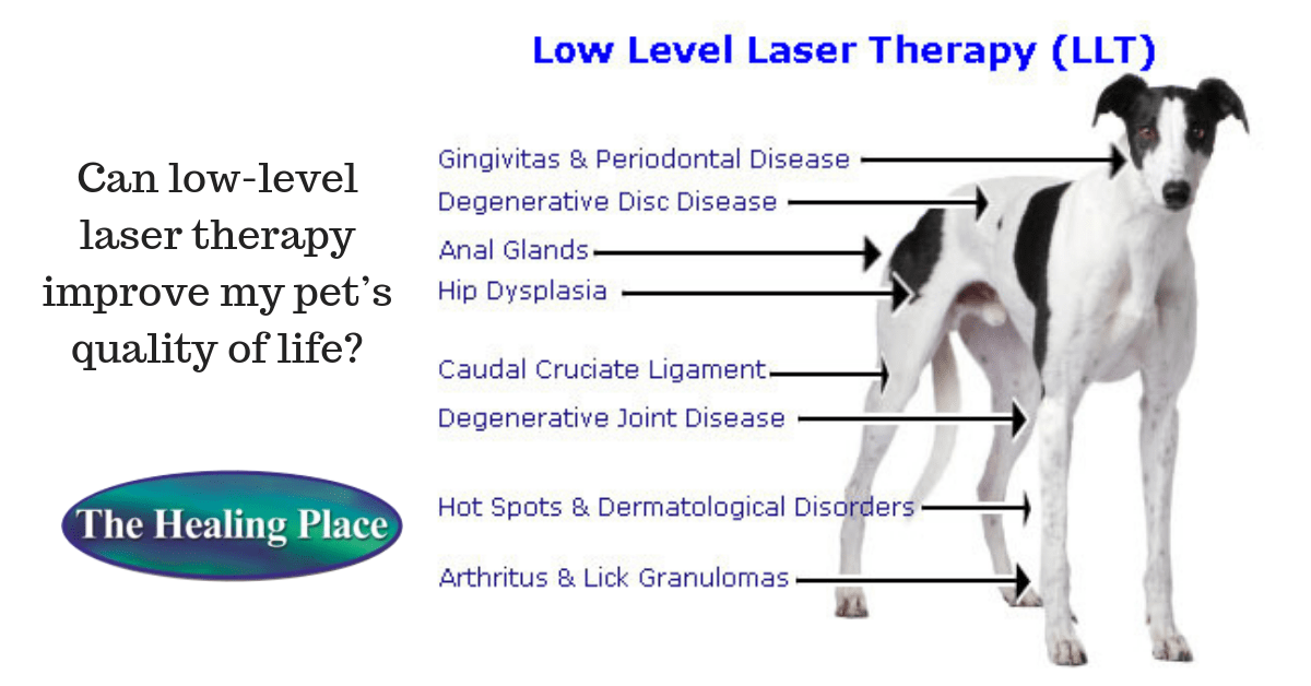 lowlevel laser therapy for pets