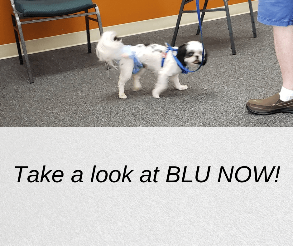 Can A Dog Recover From Paralysis Without Surgery