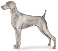 weimaraner webbed feet