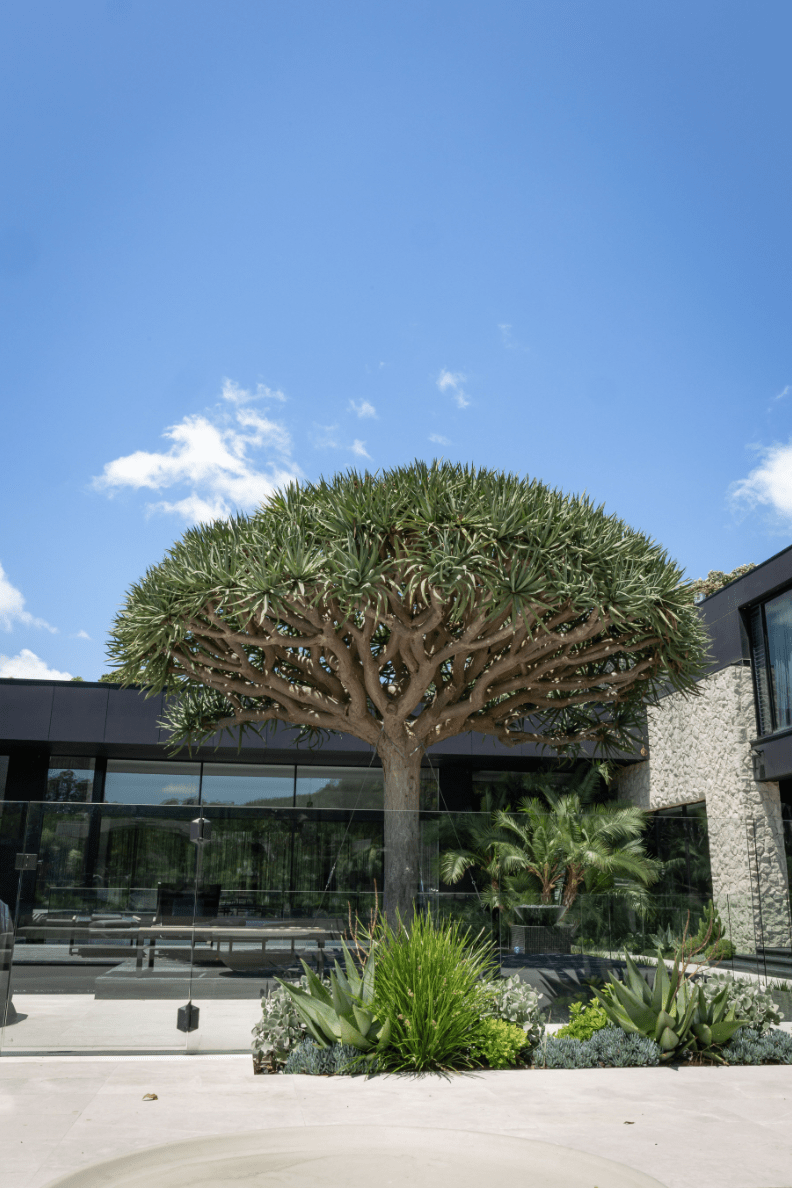 Plant Sourcing Draco Concepts Dragon Trees & Nursery Dural