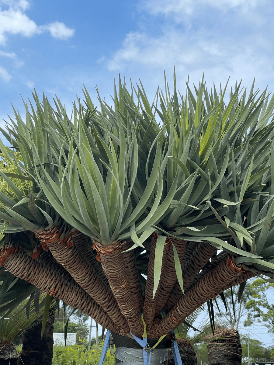 Plant Supply Draco Concepts Dragon Trees & Nursery Dural