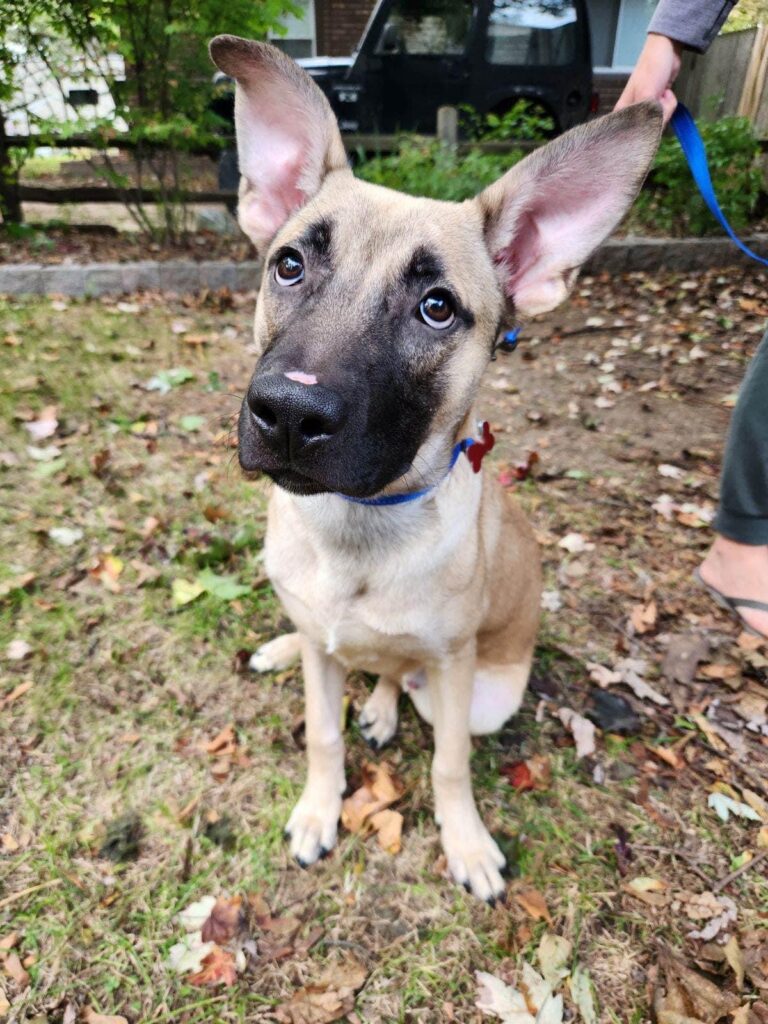 Buzz Blanket Release Party Drafting Table Brewing Company
