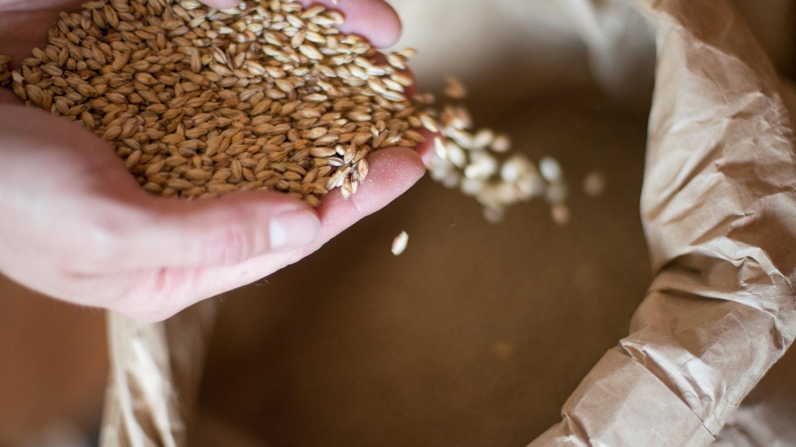 Red IPA Recipe Everything You Need to Know About Making It