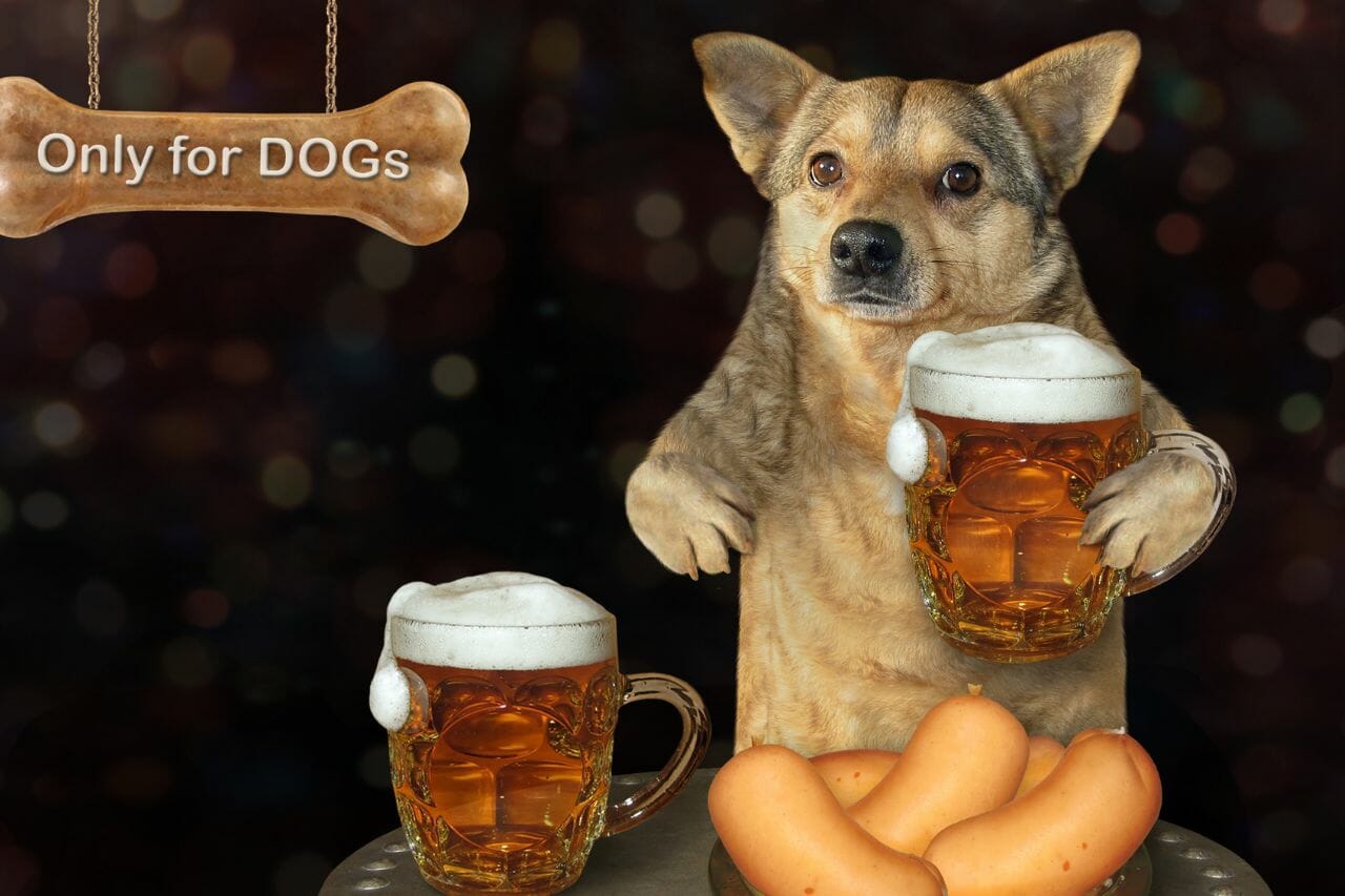 30 Beer Names for Dogs Get Inspired by Beer and Beer Brands