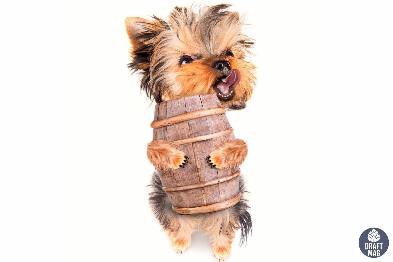 30 Beer Names for Dogs Get Inspired by Beer and Beer Brands