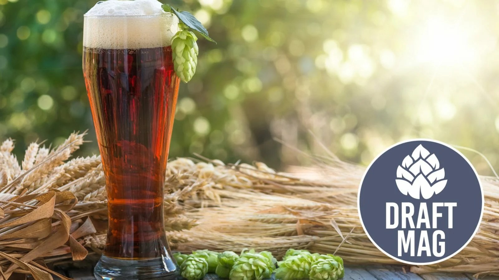 Deep Ellum IPA Review What Makes This American Beer Special?