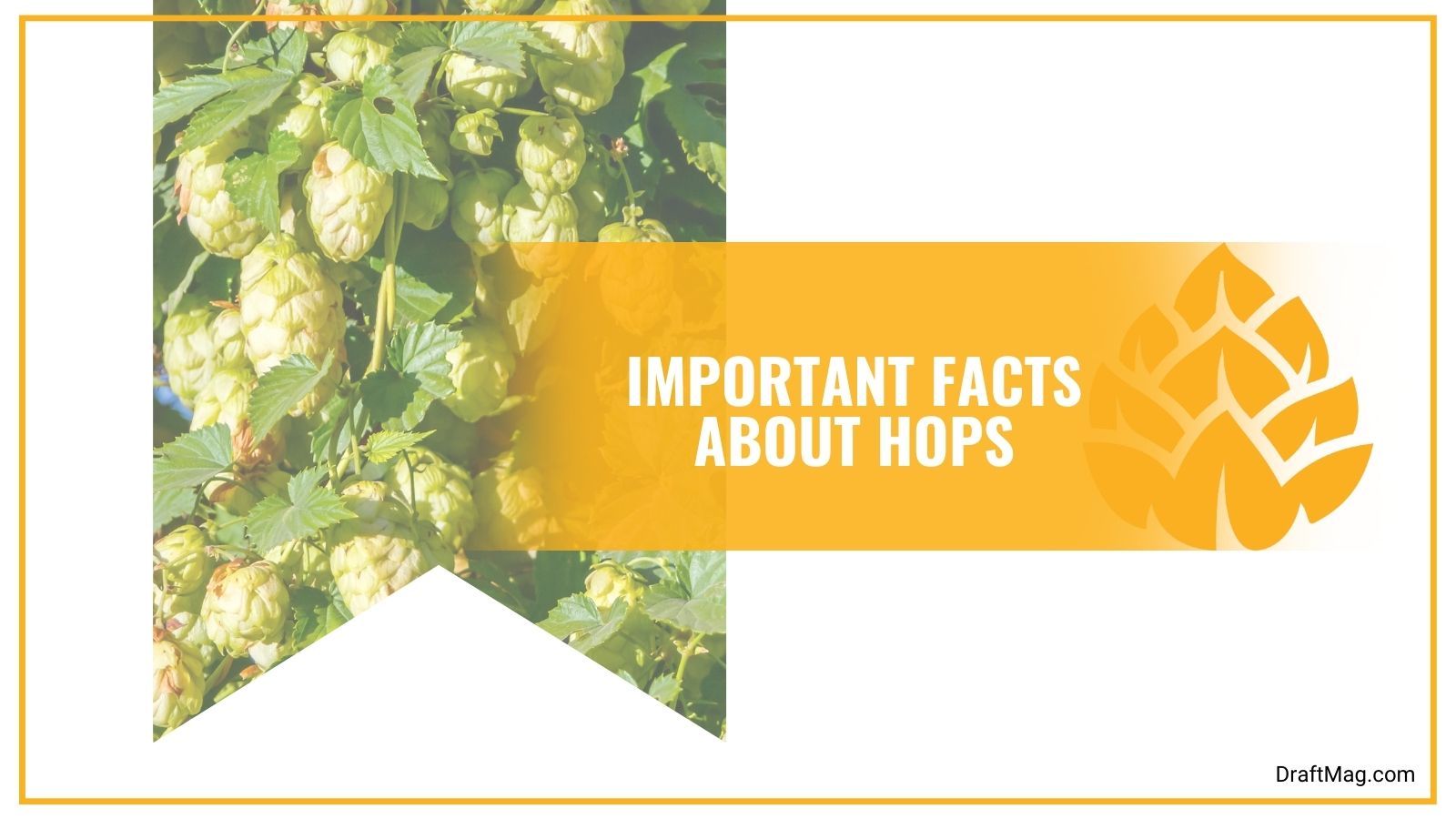 Are Hops Gluten Free? What You Need To Know About Hops