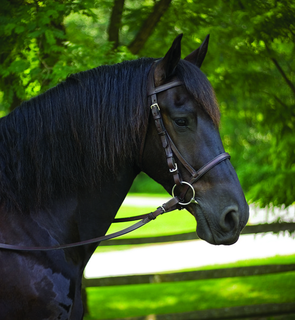 Draft Horse English Bridles