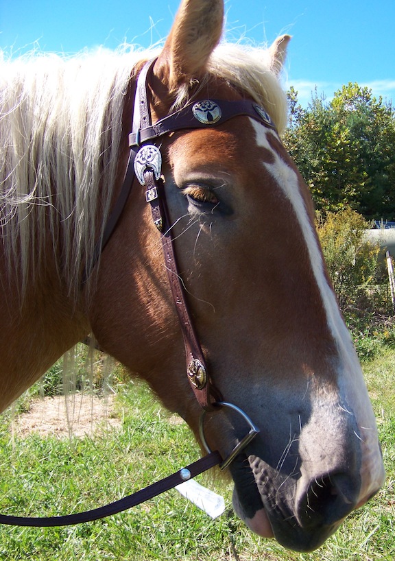 Draft Horse Western Bridles