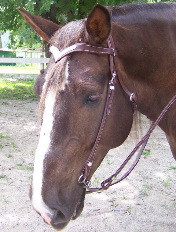 Draft Horse Western Bridles